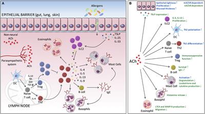 Cholinergic Modulation of Type 2 Immune Responses